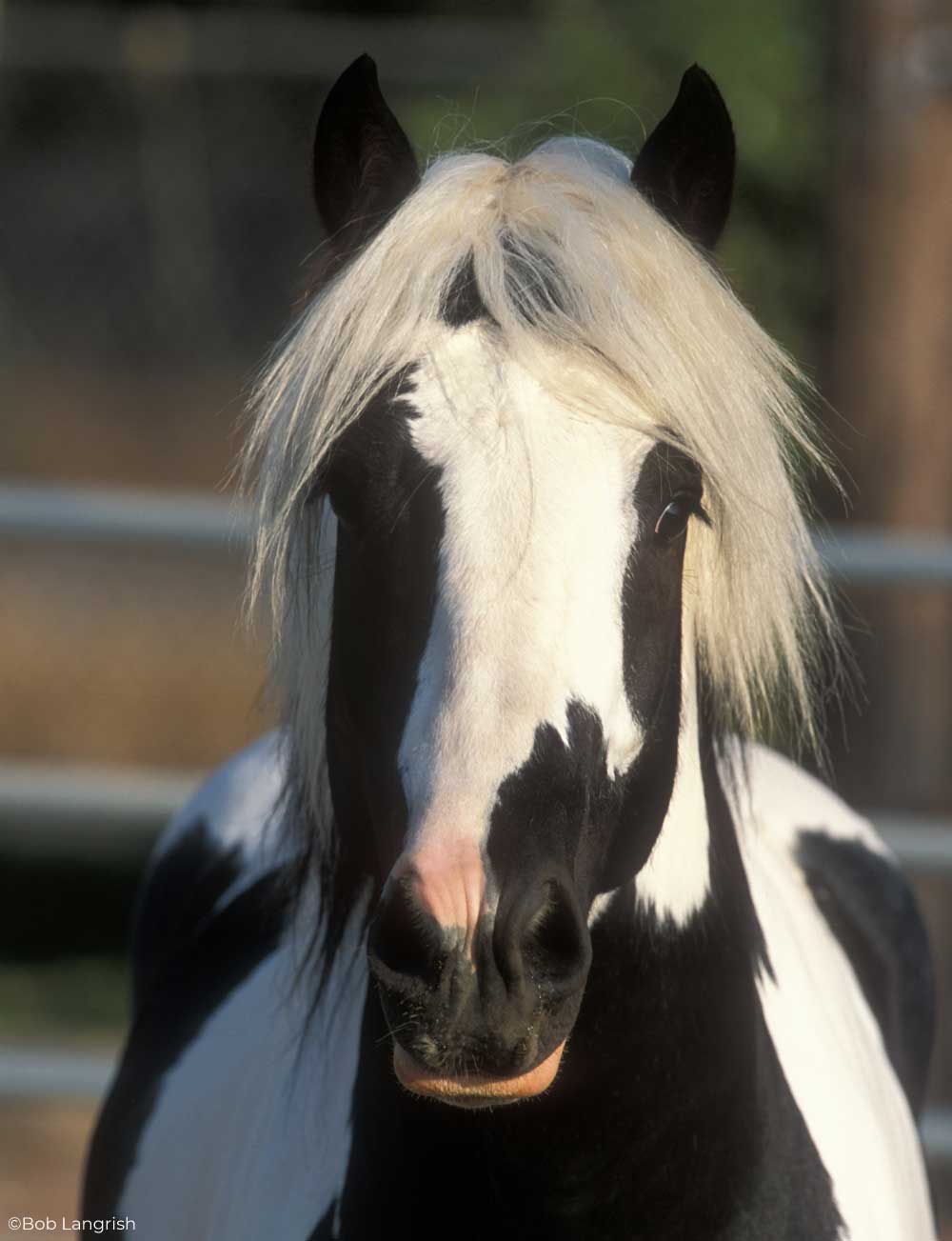 Headshot of a black and white Gypsy Horse