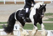 Gypsy Vanners, Cobs and Horses Gypsy Horse cantering in a dressage arena at a horse show