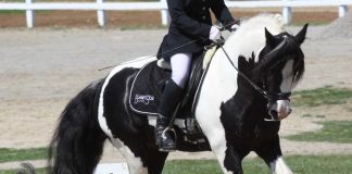 Gypsy Horse cantering in a dressage arena at a horse show