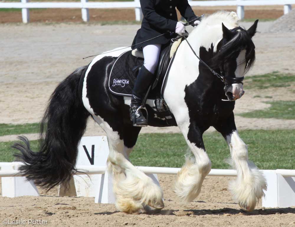 Gypsy Horse cantering in a dressage arena at a horse show