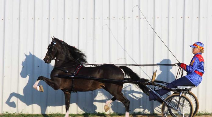 hackney pony and driver competing in a roadster to bike class at a horse show