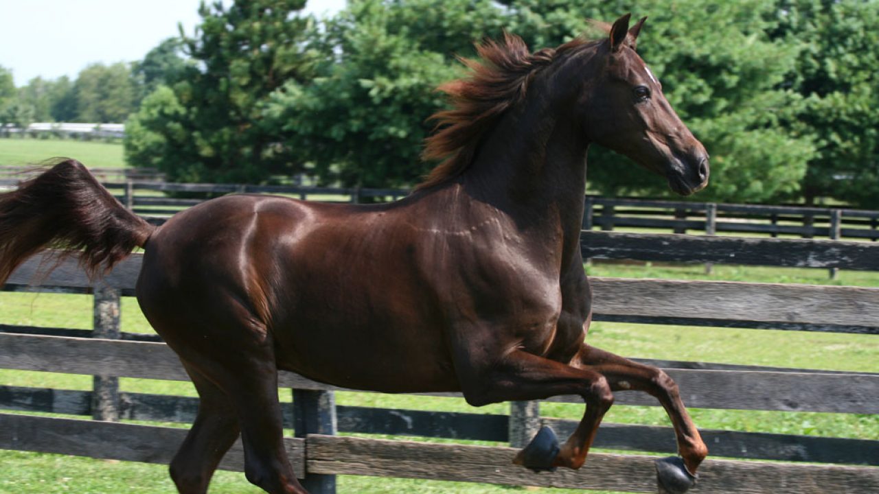 What Are Morgan Horses Canon | New York Morgan Stallions