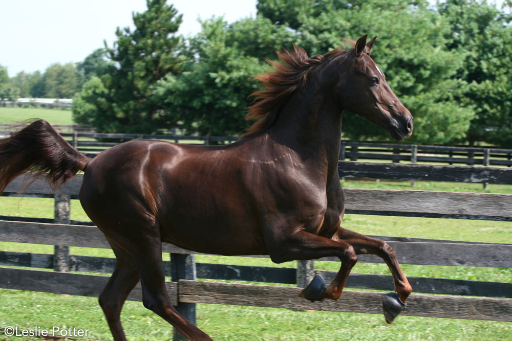 Morgan Horse