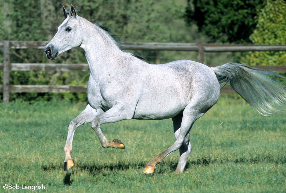 National Show Horse cantering in a field