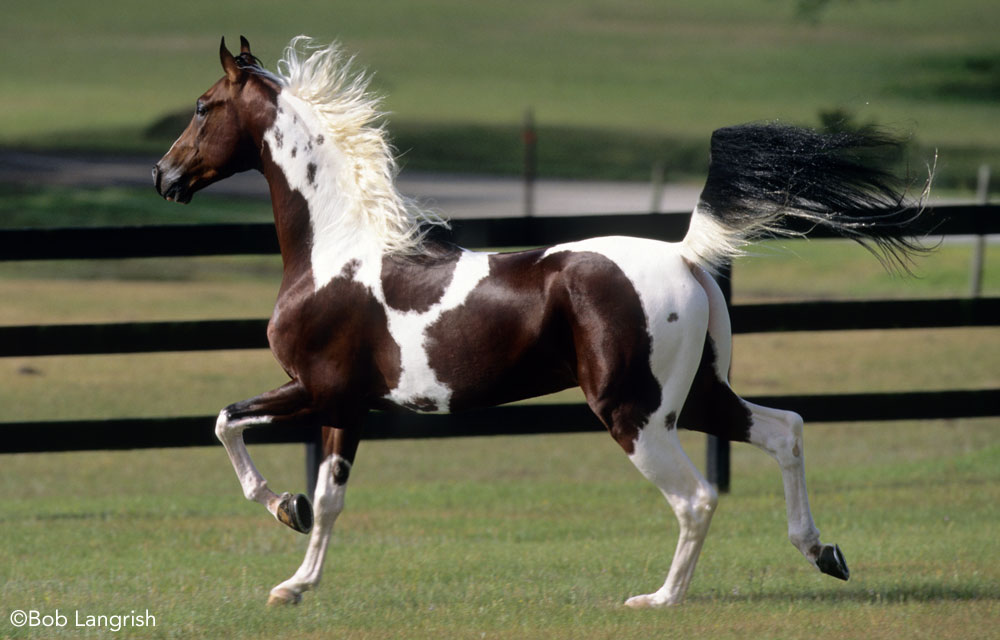 National Show Horse trotting in a field