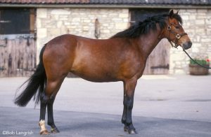 British Isles Ponies: New Forest Pony