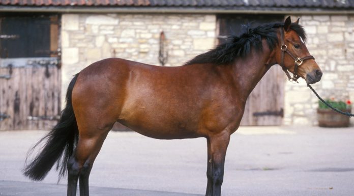 Bay New Forest Pony standing