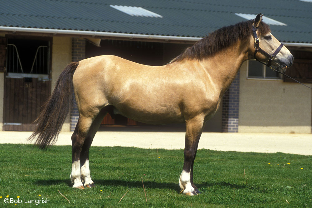 A dun New Forest Pony