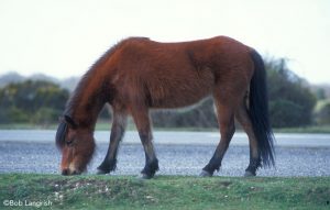 The New Forest Pony