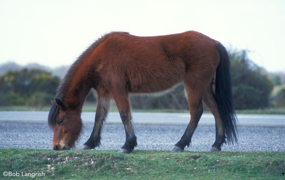 New Forest Pony grazing