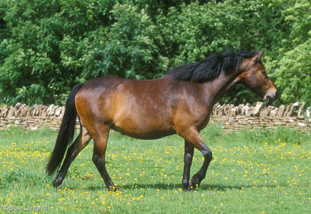 New Forest Pony walking in a field