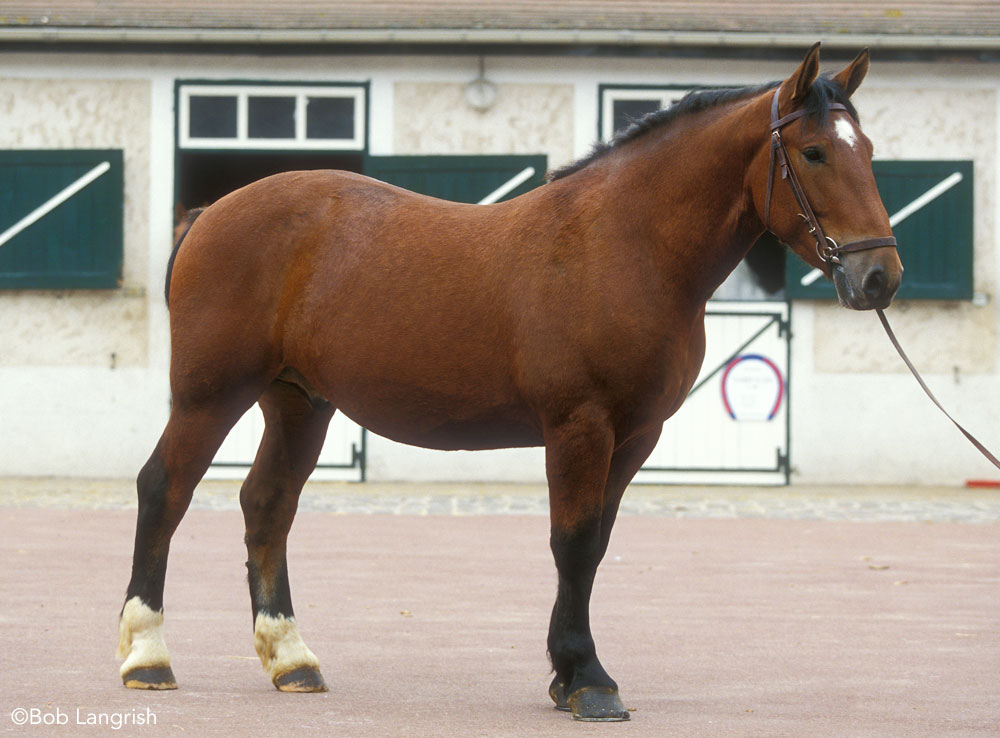 Norman Cob horse conformation