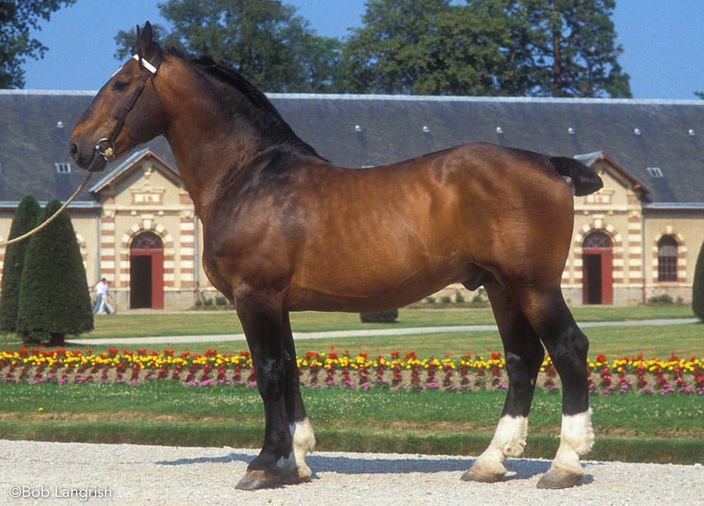 Norman Cob horse conformation