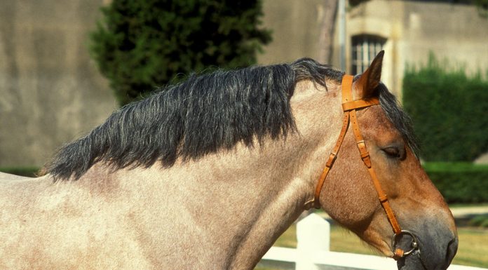 Norman cob horse headshot