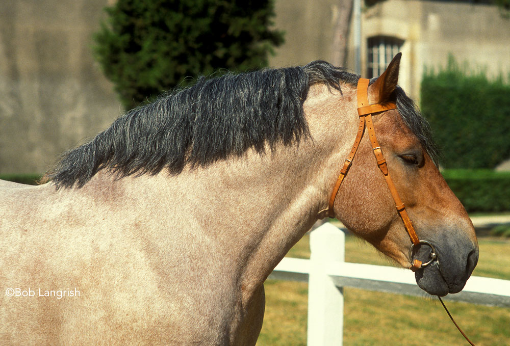 Norman cob horse headshot