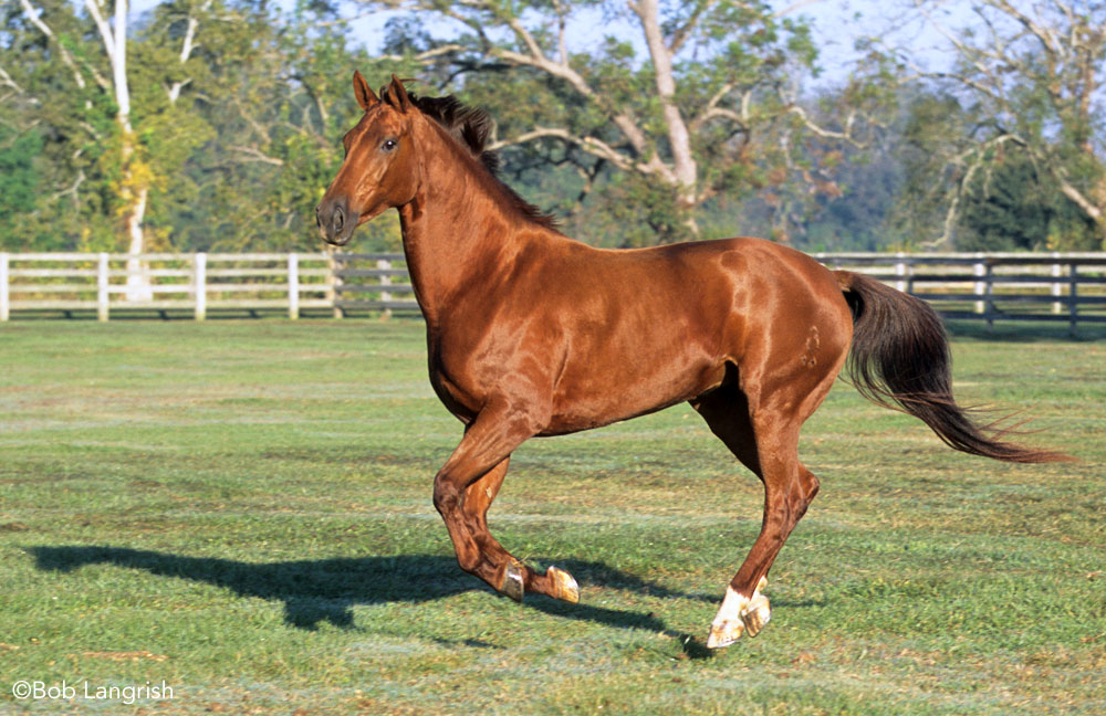 Cantering Oldenburg horse