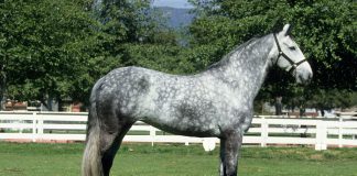 Oldenburg horse conformation