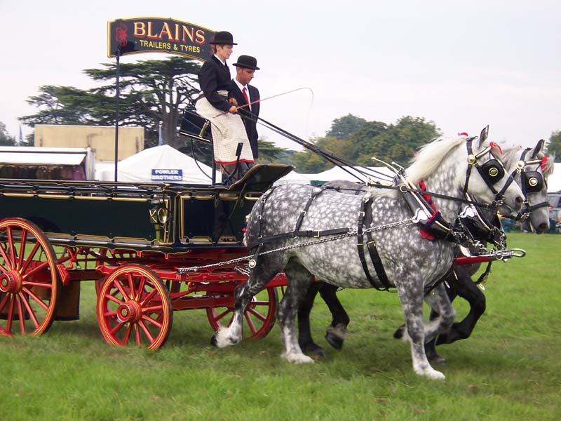 Pair of Percherons pulling a wagon