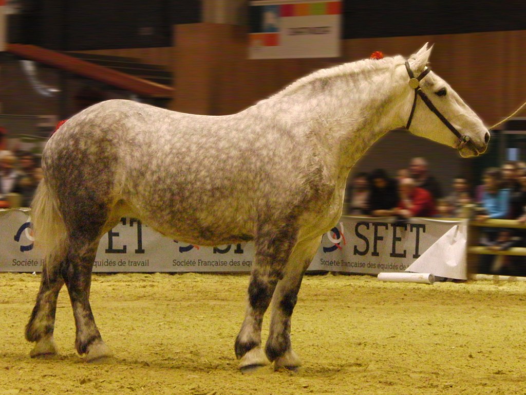 Percheron draft horse