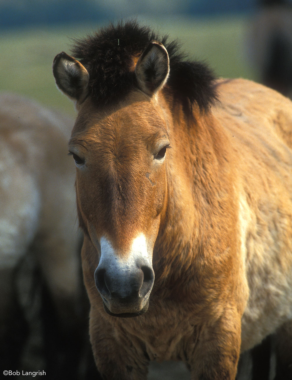 Closeup of Przewalski's Horse