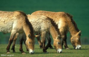 The Przewalski Horse