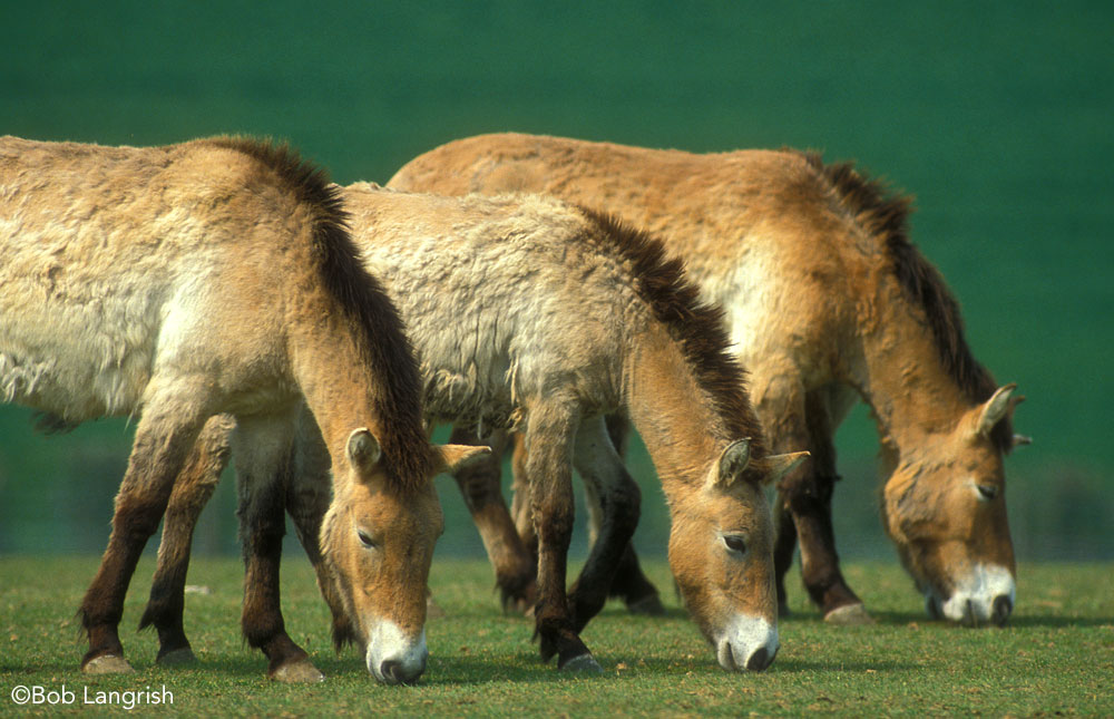 Przewalski's Horses grazing