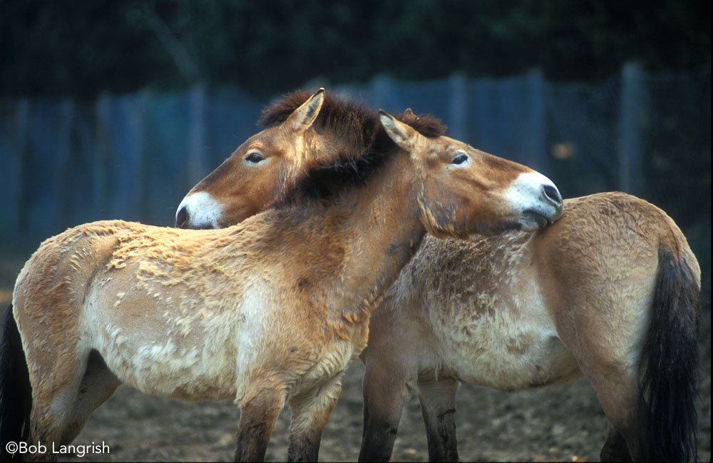 Przewalski's Horses mutal grooming