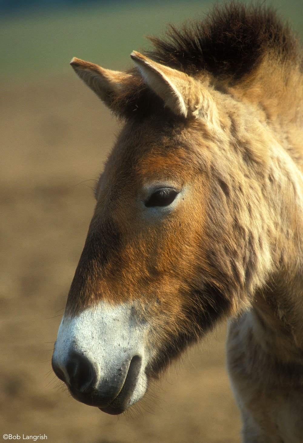 Przewalski's Horse Asian Wild Horse Closeup