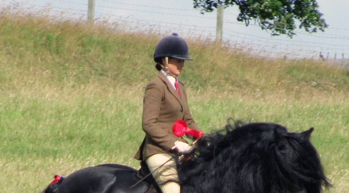 Dales Pony stallion being ridden
