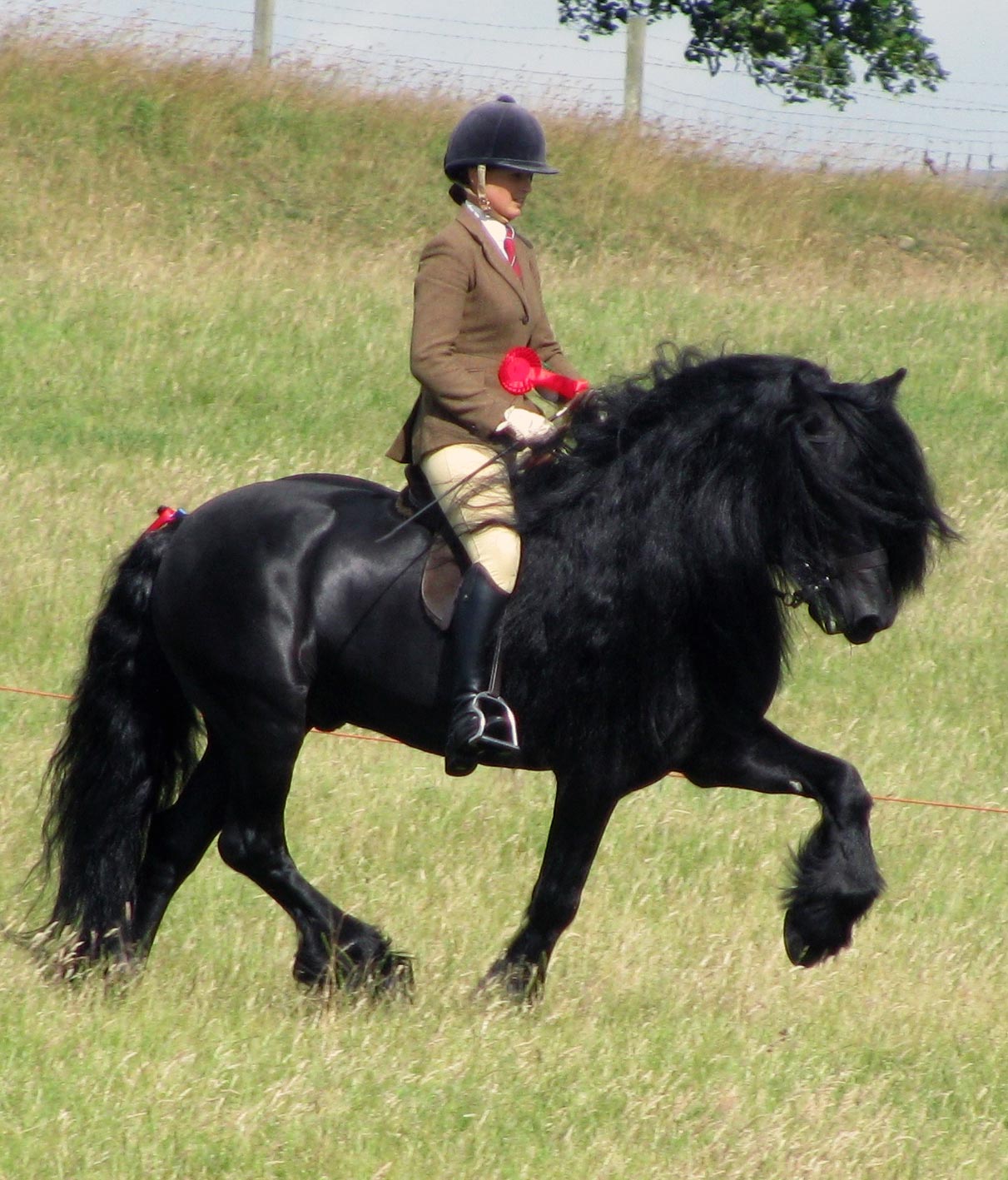 Dales Pony stallion being ridden