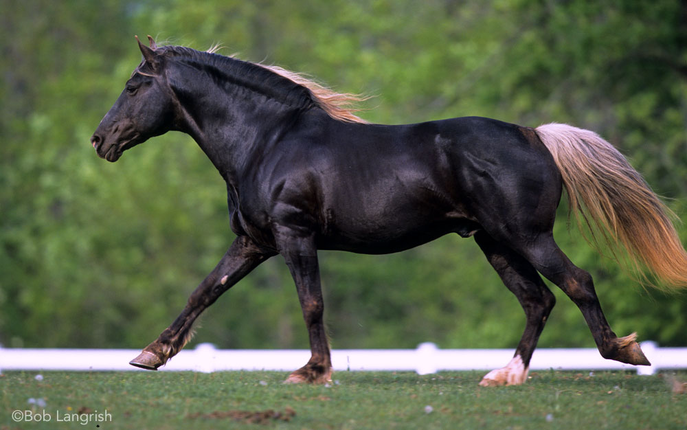 Rocky Mountain Horse Cantering