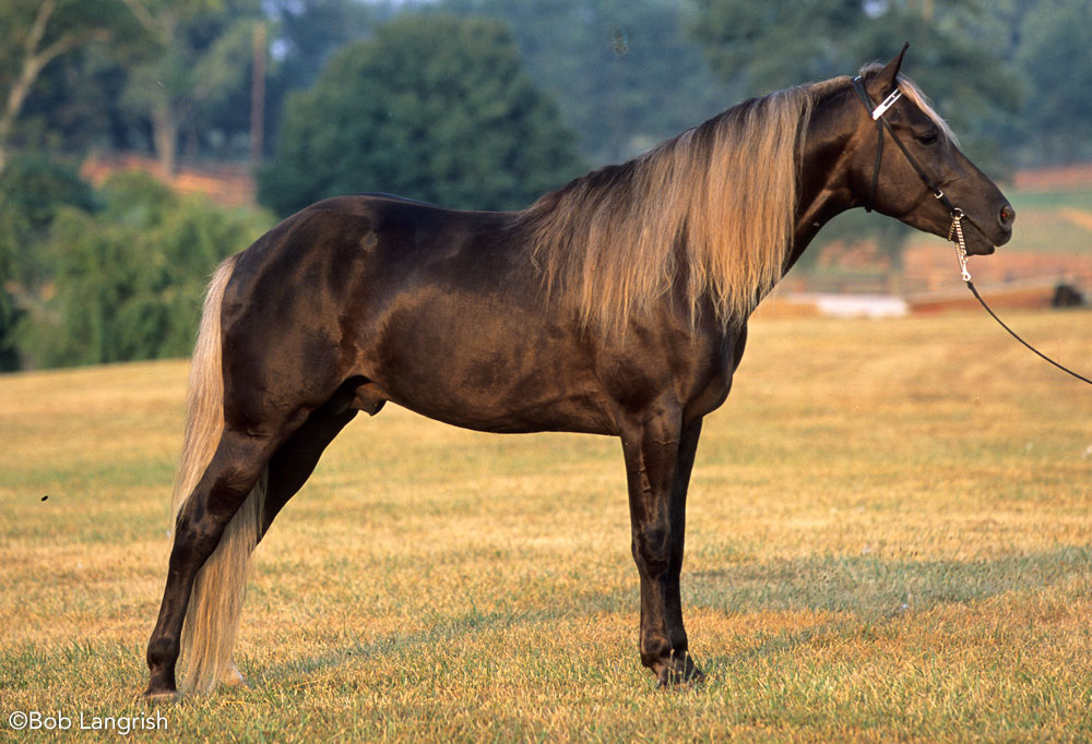 Rocky Mountain Horse Conformation