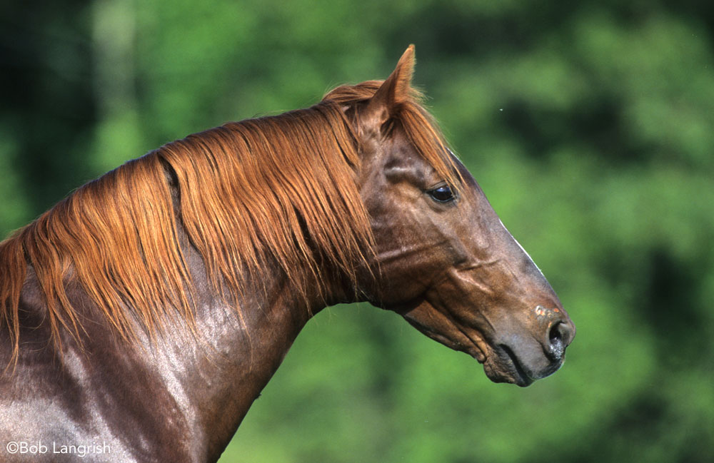 Rocky Mountain Horse