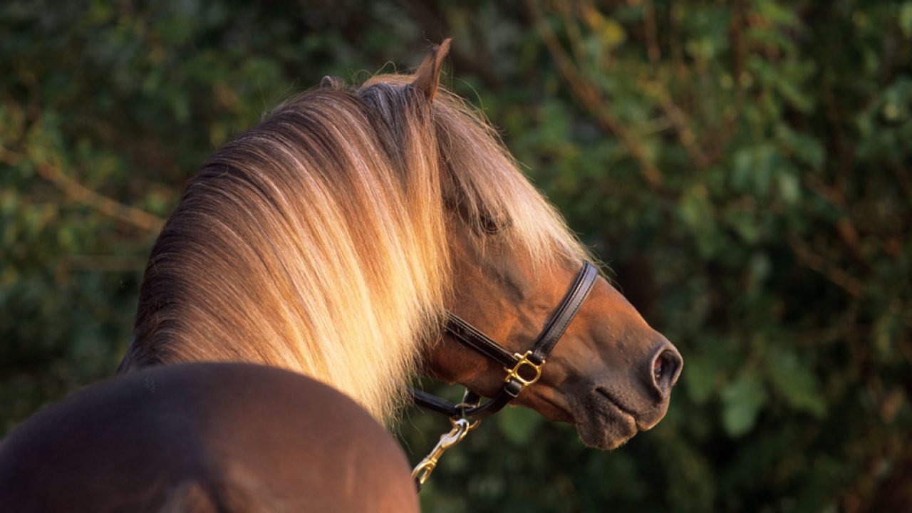 Rocky Mountain Horse Colors Help Picking A Name For New Rocky Mountain