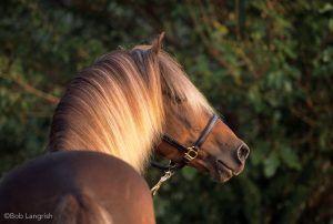 Rocky Mountain Horse