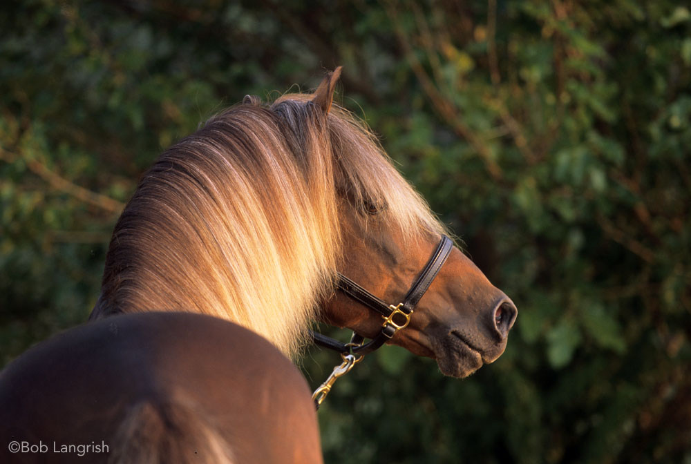 rocky mountain horse stallion