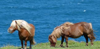 Shetland Ponies by the sea