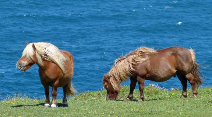 Shetland Ponies by the sea