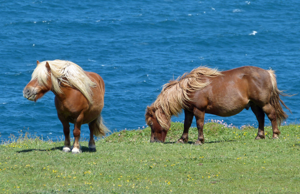 Shetland Ponies by the sea