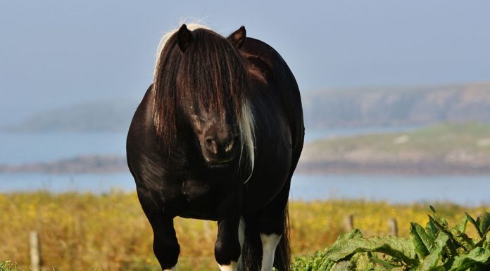 Shetland Pony