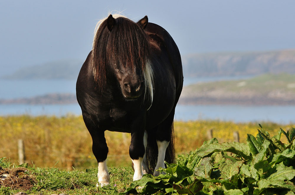 Poney shetland : taille, description, biotope, habitat, reproduction