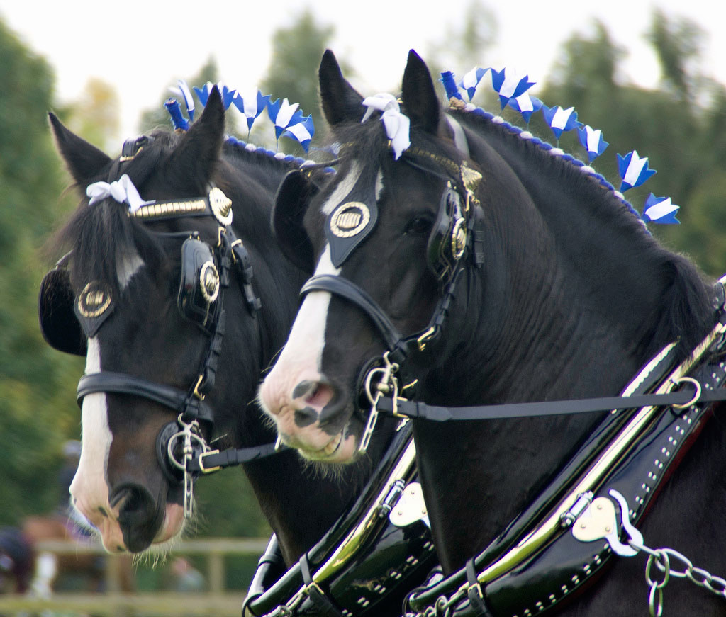 Shire horses closeup