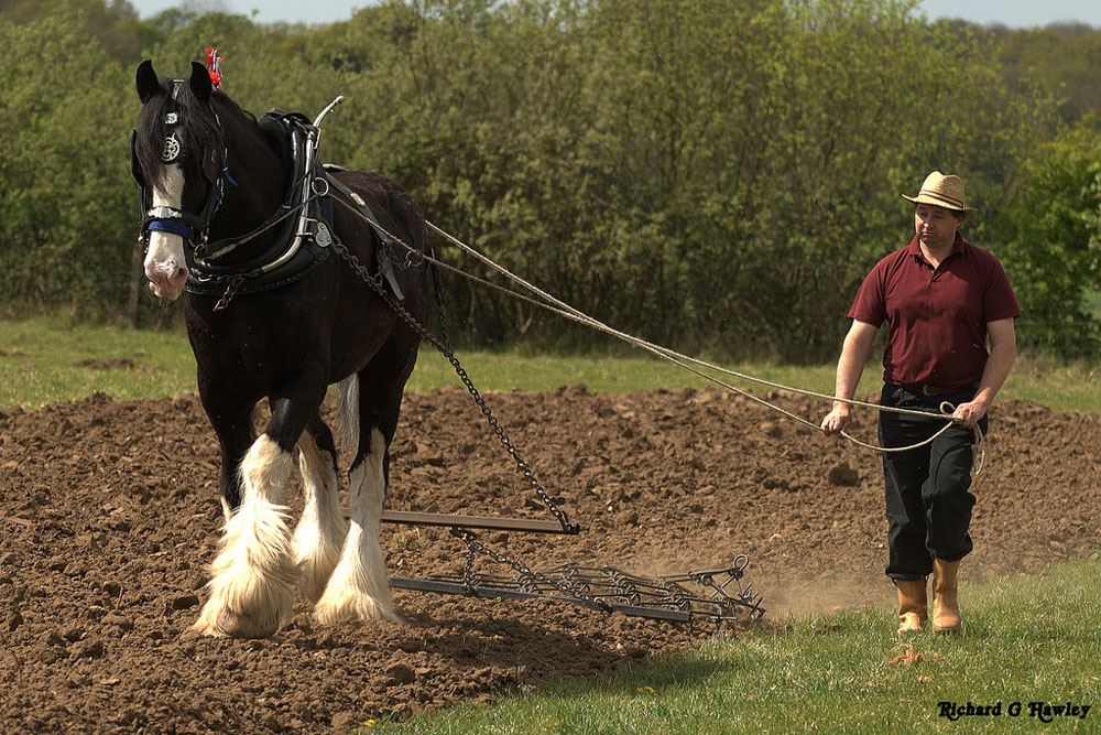 Shire horse pulling a plow