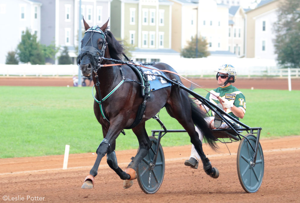 Standardbred horse harness racing