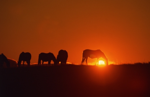 Horses at sunset