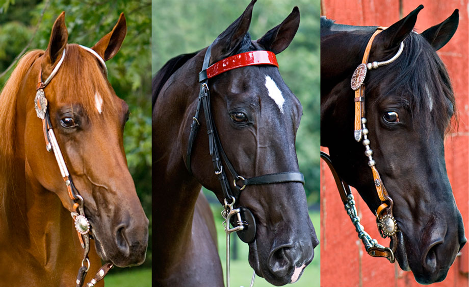 Tennessee Walking Horses