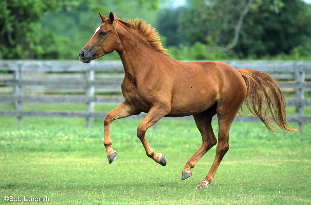 Westphalian horse cantering in a field