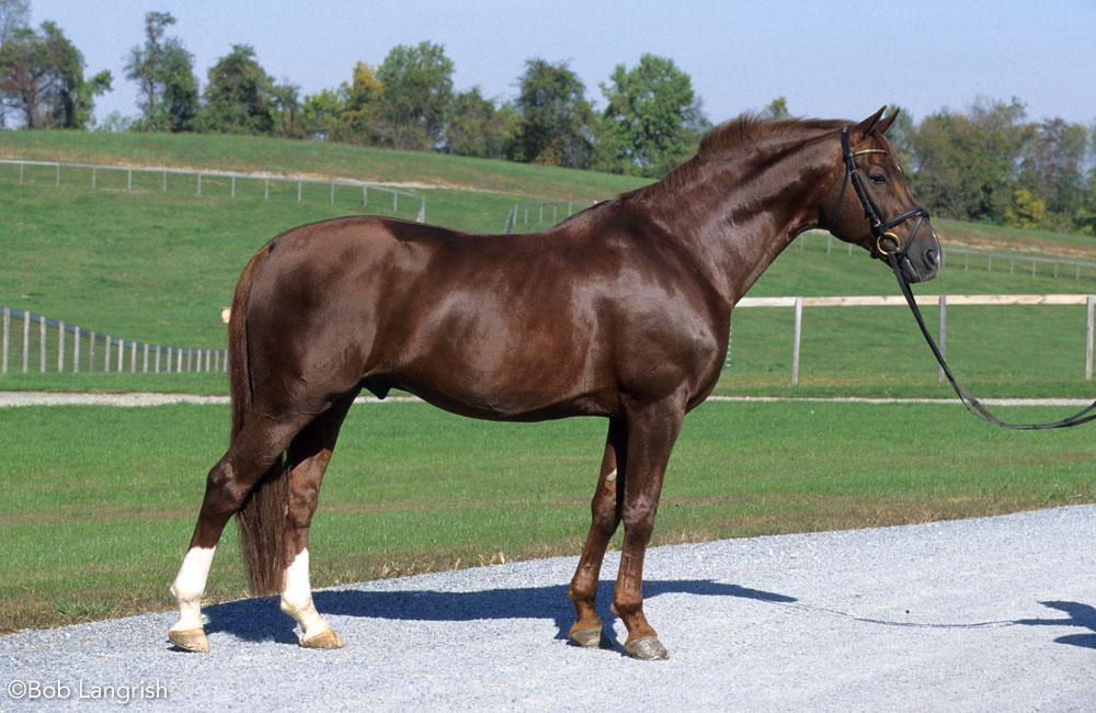 Westphalian horse conformation