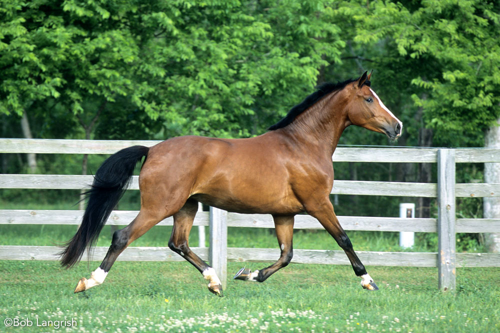 Westphalian horse trotting in a field