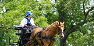Woman driving a carriage pulled by a chestnut pony
